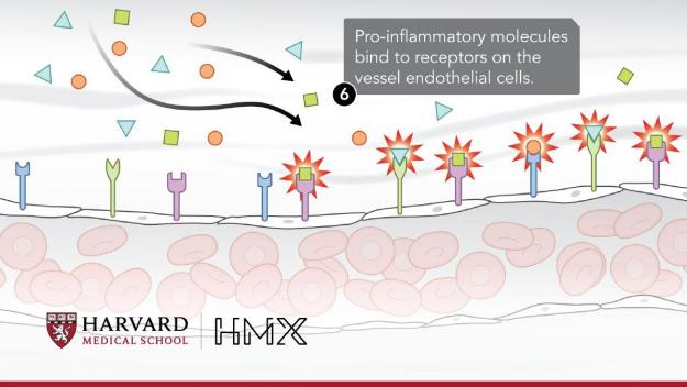 FAQ - HMX Harvard Medical School