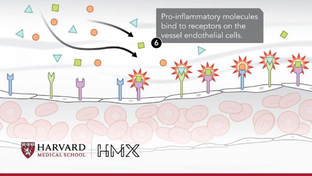 FAQ - HMX  Harvard Medical School