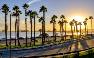 Long Beach, California palm trees