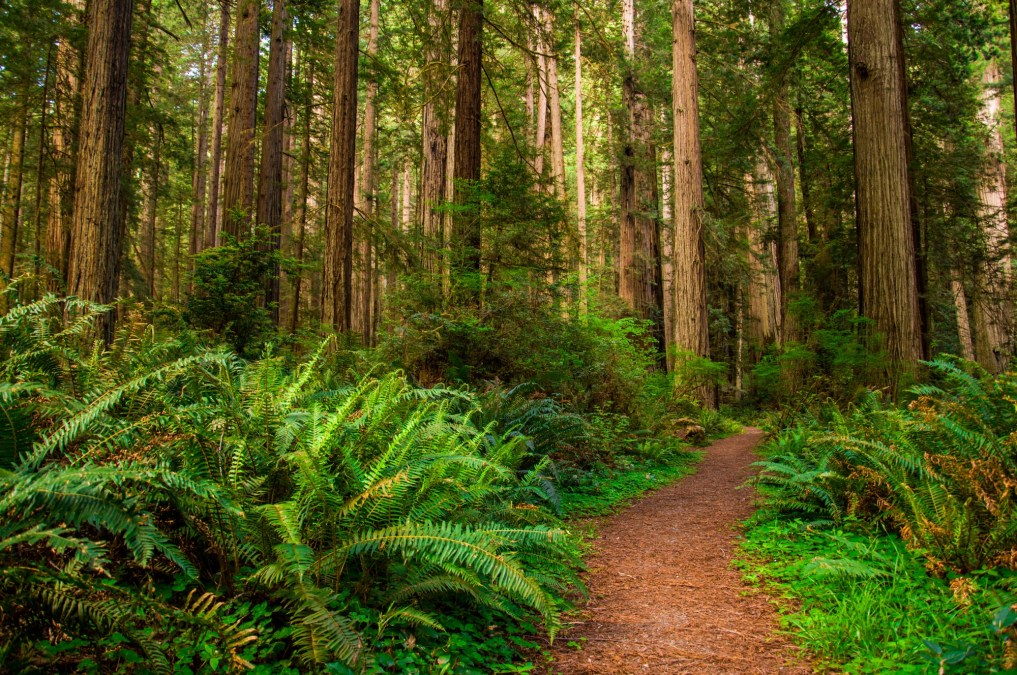 California redwoods