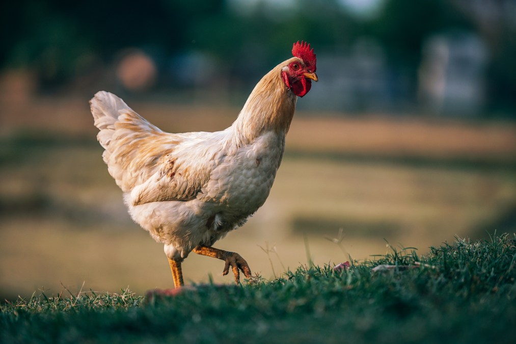 chicken walking