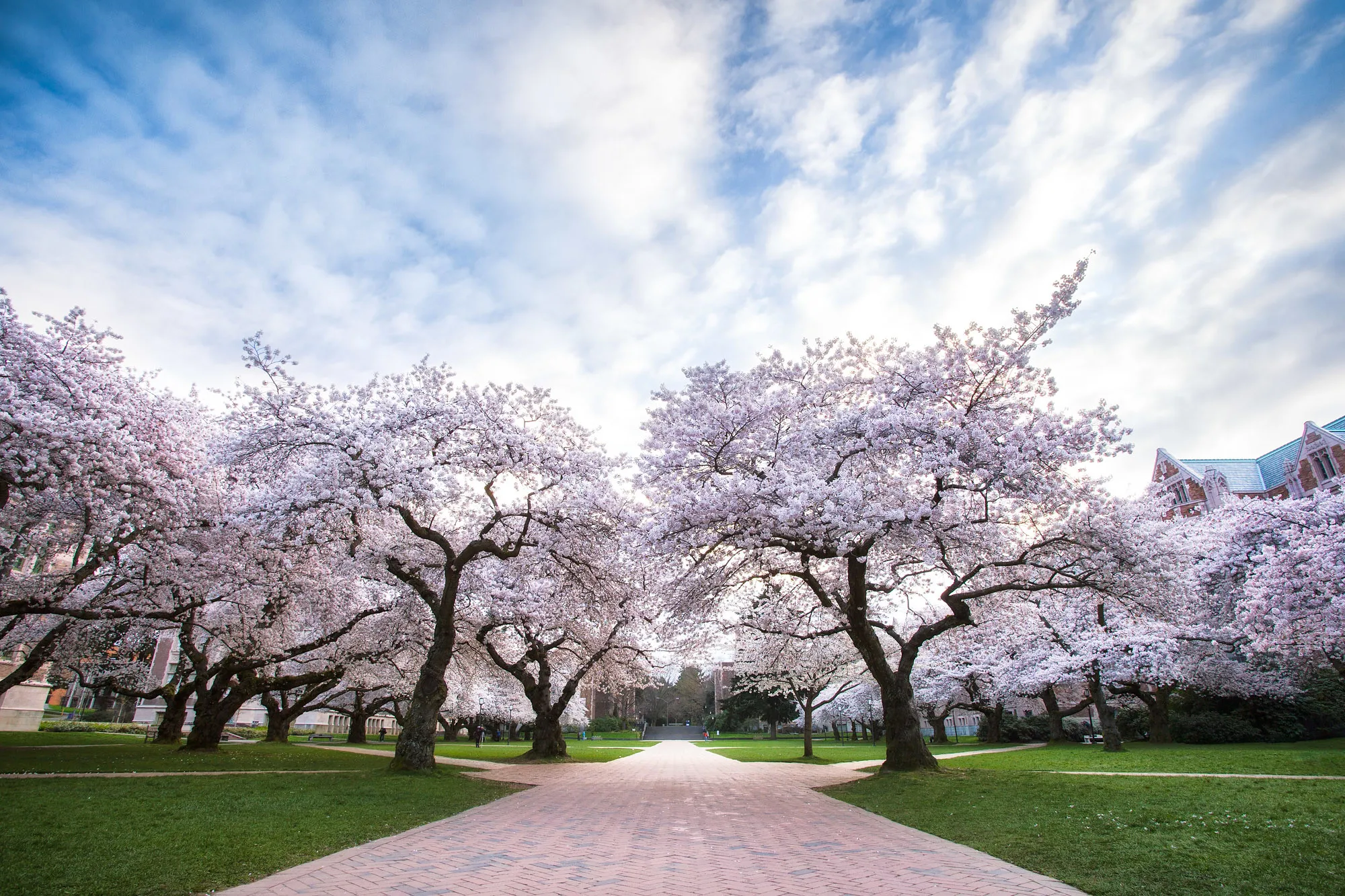 Virtual cherry blossom tours replace campus tradition at U. Washington