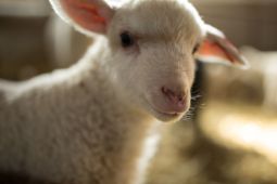A lamb looks in the camera