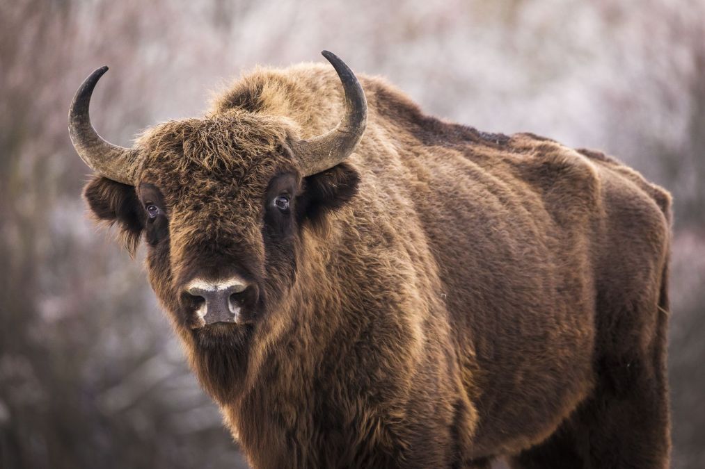 it's a bison