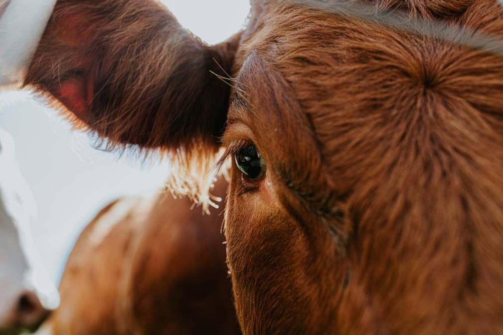 A COW